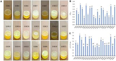 Biofilm Producing Rhizobacteria With Multiple Plant Growth-Promoting Traits Promote Growth of Tomato Under Water-Deficit Stress